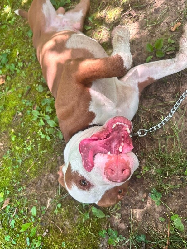 View Lionel Messi the Dog Photo #12