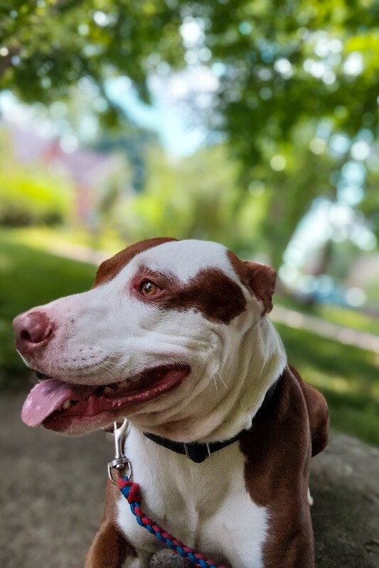 View Lionel Messi the Dog Photo #4