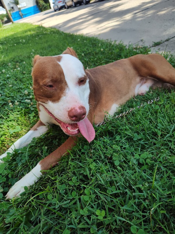 View Lionel Messi the Dog Photo #14