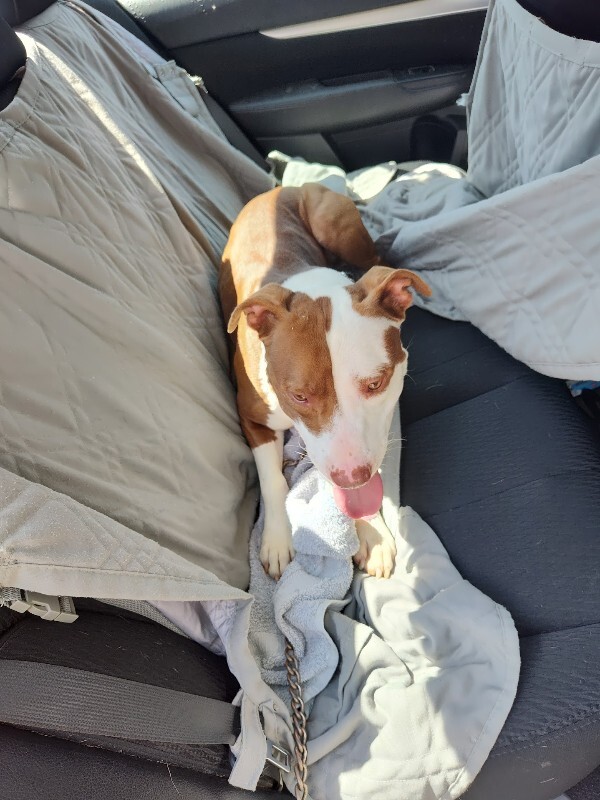 View Lionel Messi the Dog Photo #13