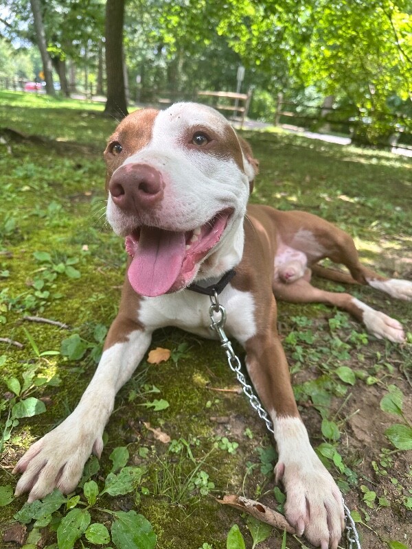 Lionel Messi - Dog