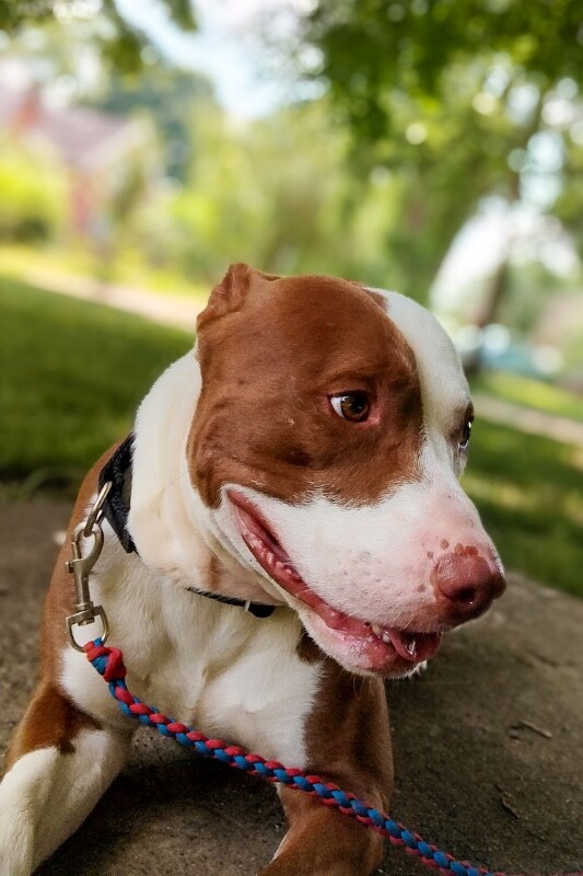 View Lionel Messi the Dog Photo #3
