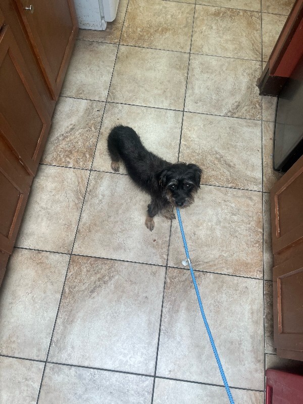 View Bear the Dog Photo #2