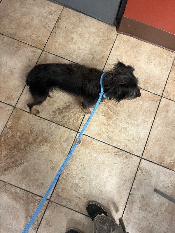 View Bear the Dog Photo #4