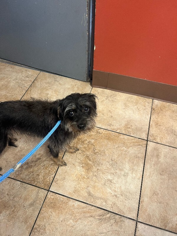 View Bear the Dog Photo #3
