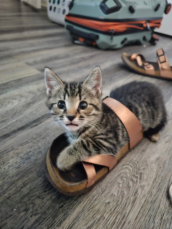 Learn More About Modelo Modelo - Cat