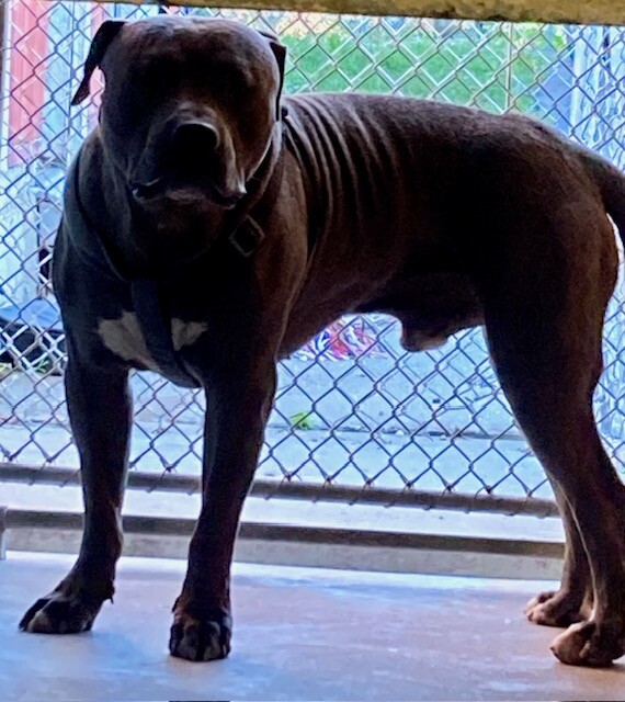 View Wampus the Dog Photo #3