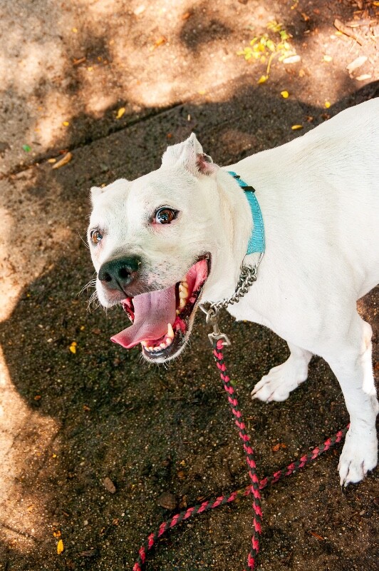 View Lucy Linville the Dog Photo #4