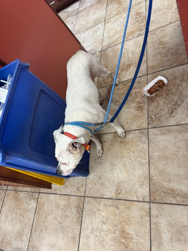 View Lucy Linville the Dog Photo #2