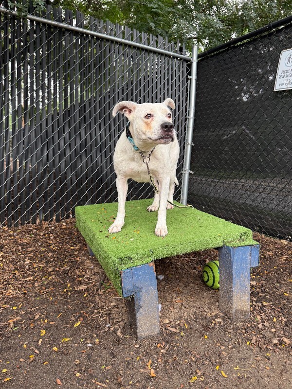 View Lucy Linville the Dog Photo #2