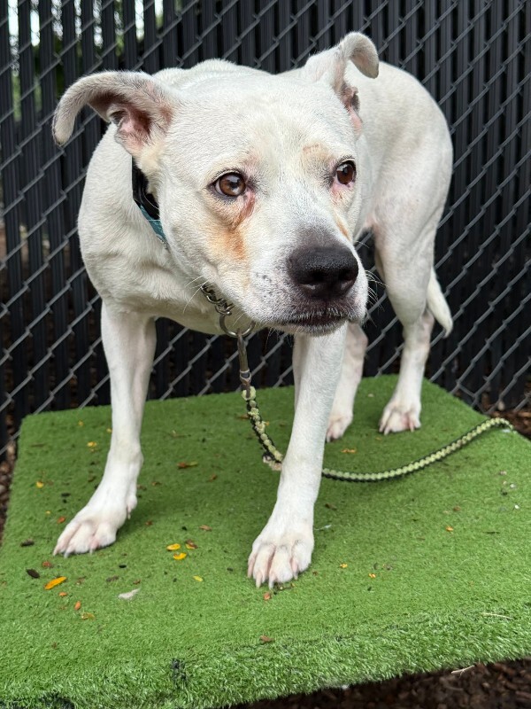View Lucy Linville the Dog Photo #3