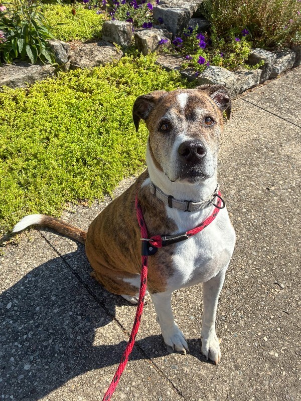 View Flashy the Dog Photo #2