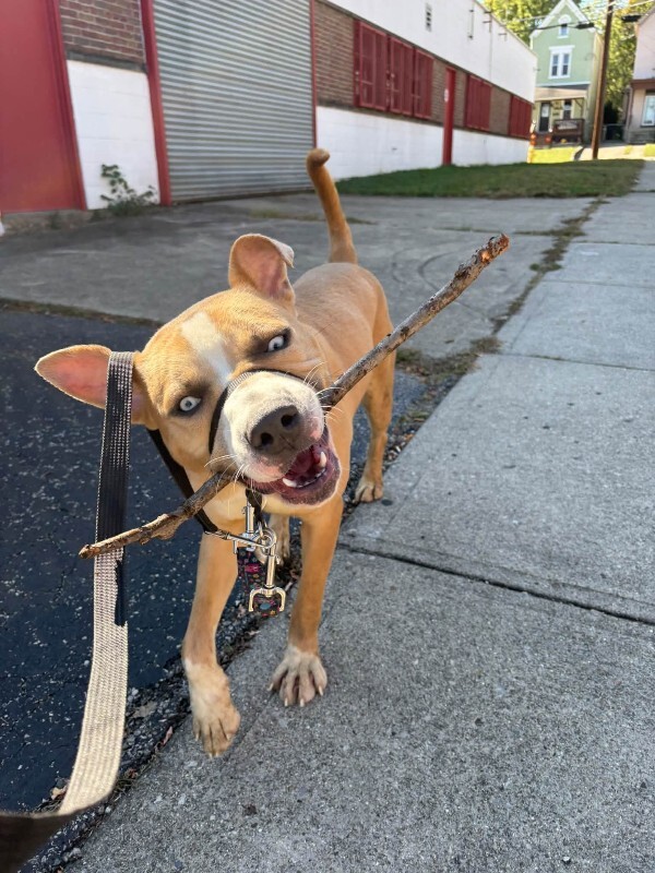 View Sinbad the Dog Photo #4