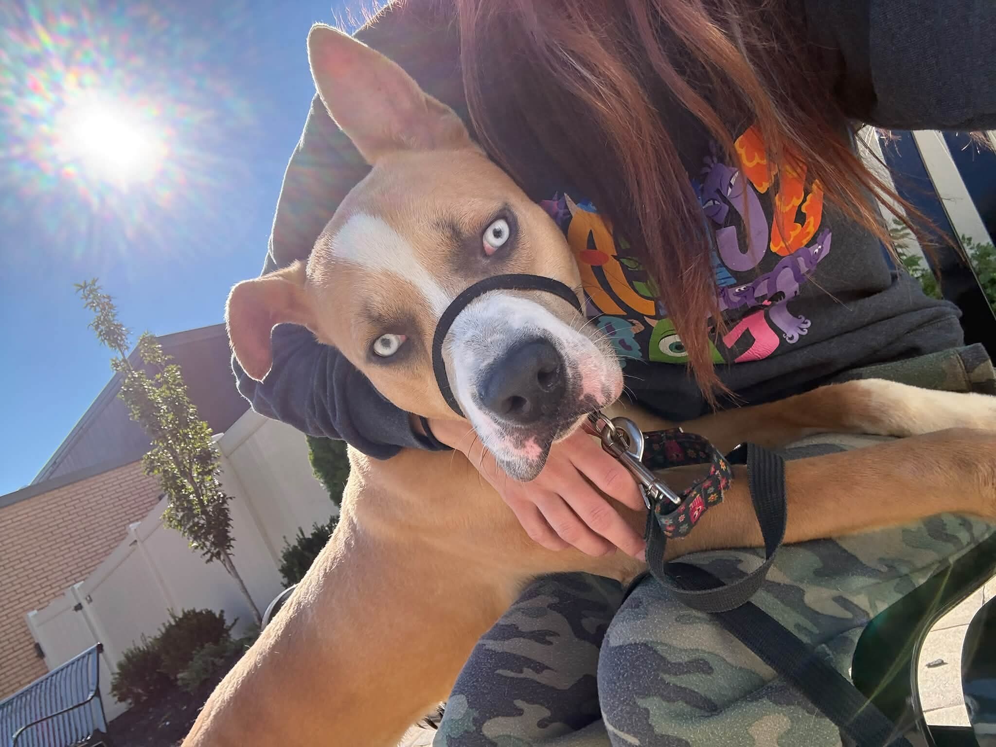 View Sinbad the Dog Photo #3