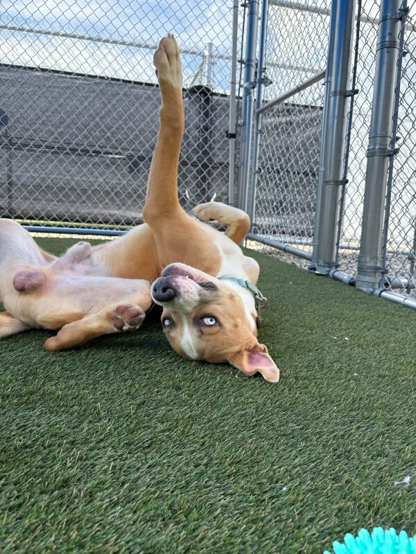 View Sinbad the Dog Photo #8
