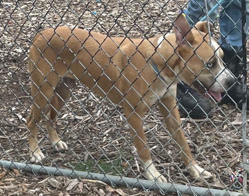 View Sinbad the Dog Photo #2