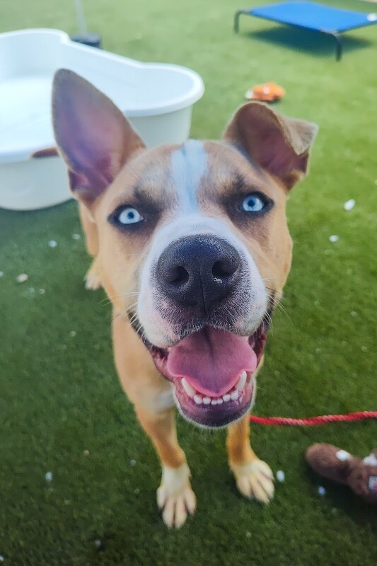 Sinbad - Dog