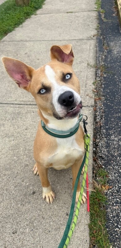 Sinbad - Dog