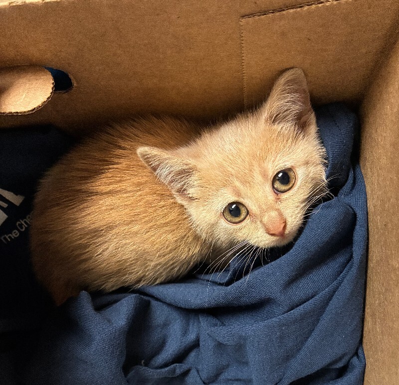 Learn More About Funyun Funyun - Cat