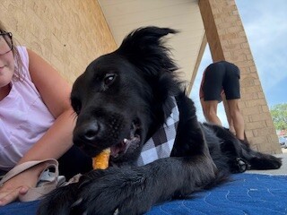 View Patrick Star the Dog Photo #8