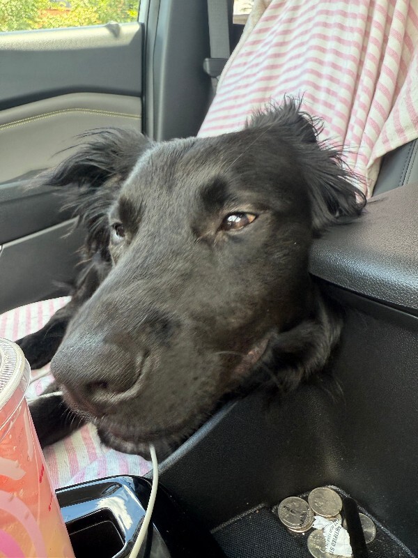 View Patrick Star the Dog Photo #9