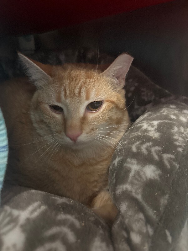 View Garfield the Cat Photo #2
