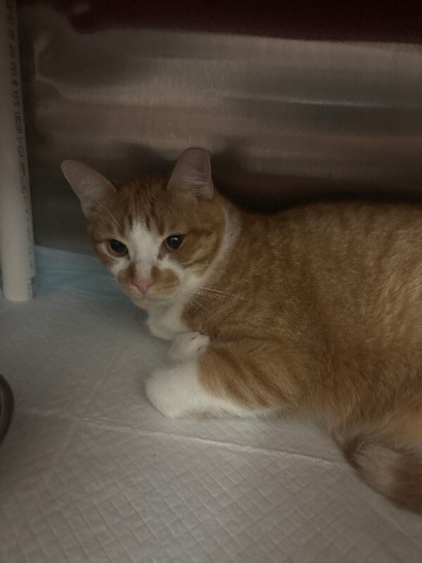View Simba the Cat Photo #2