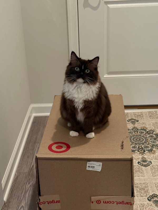 View Momo the Cat Photo #2