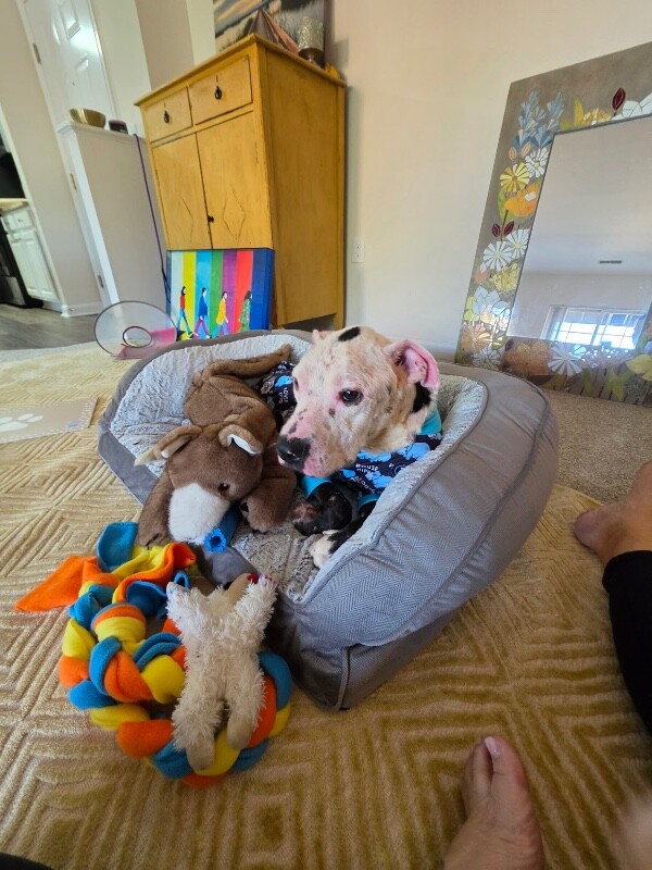 View Pete the Dog Photo #8
