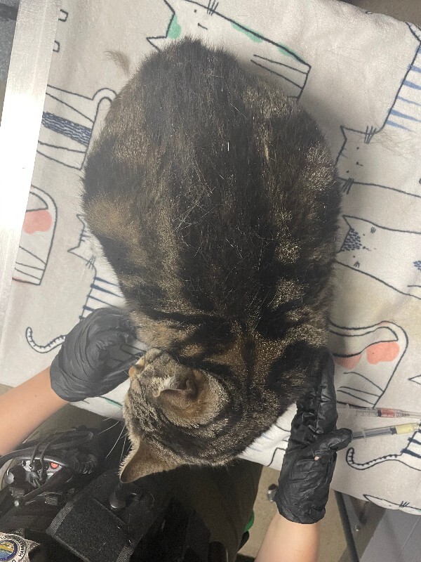 View Chonk Chonk the Cat Photo #2