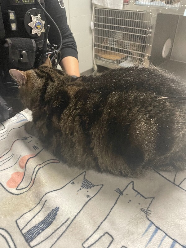 View Chonk Chonk the Cat Photo #4