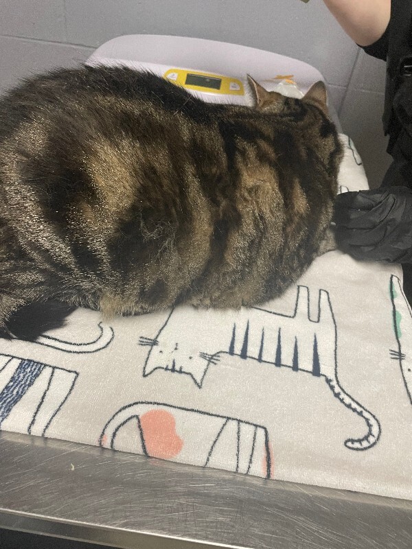 View Chonk Chonk the Cat Photo #3