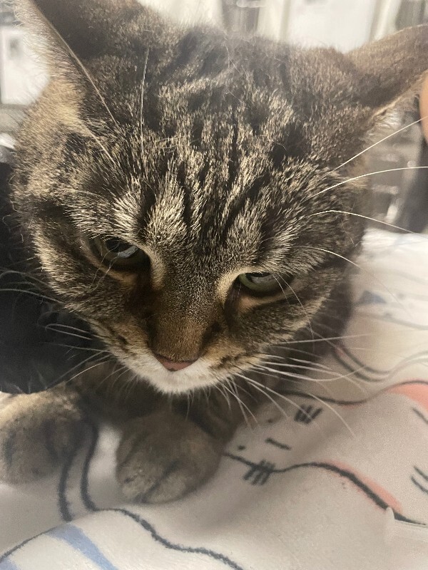 Learn More About Chonk Chonk Chonk Chonk