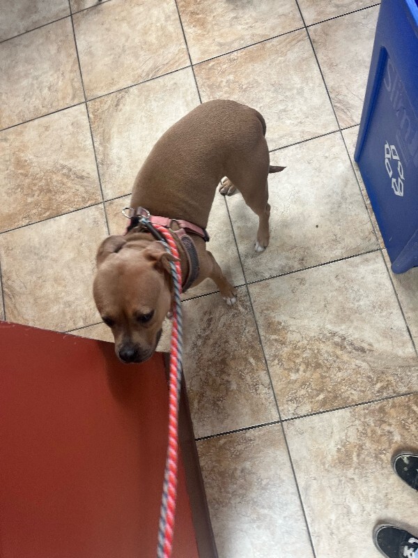 View Prestige the Dog Photo #4