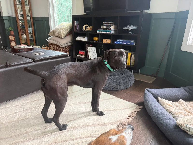 View Stitch the Dog Photo #5