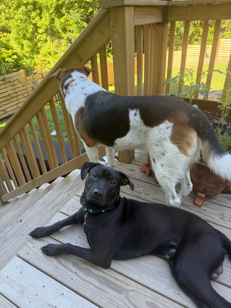 View Stitch the Dog Photo #2
