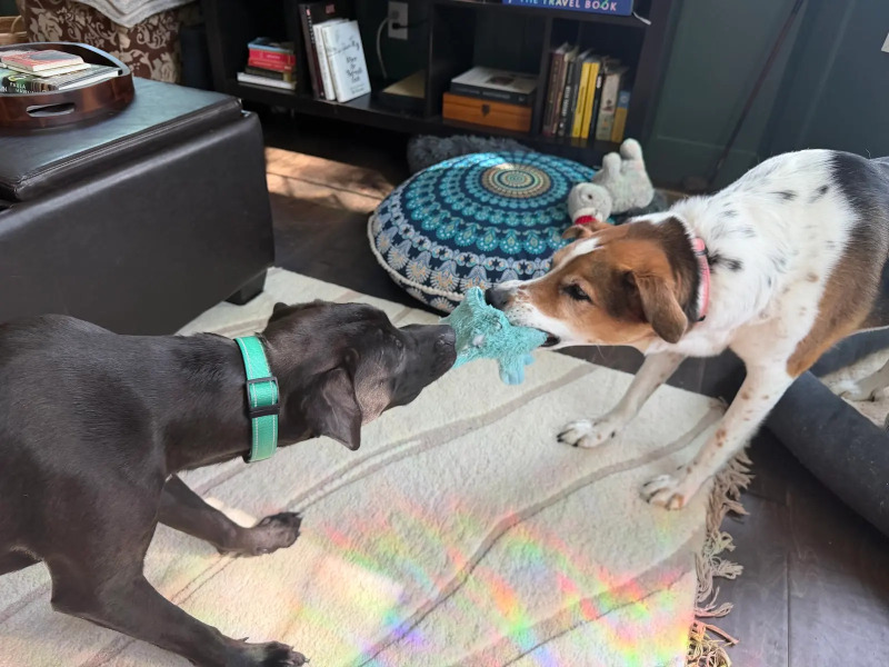 View Stitch the Dog Photo #4