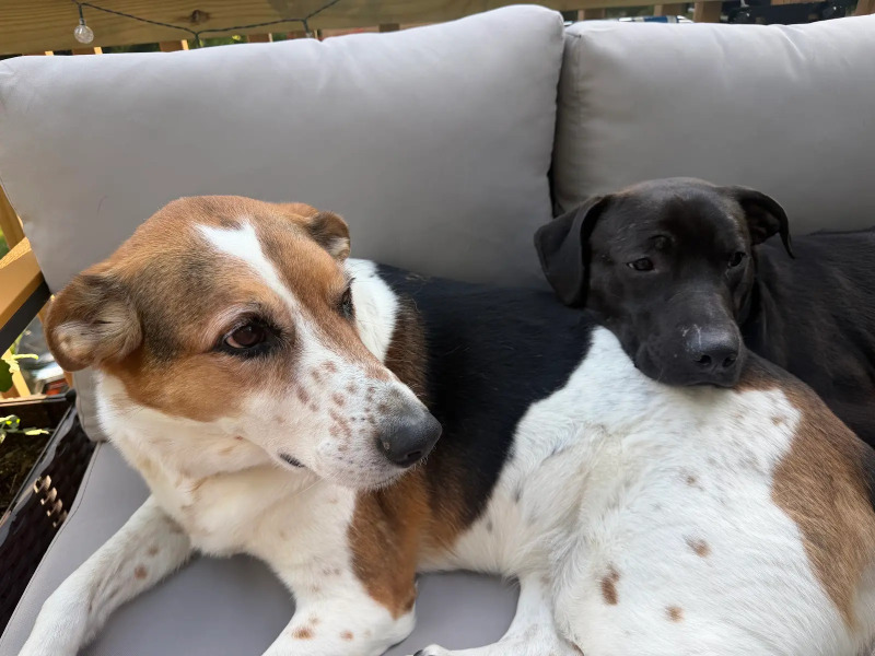 View Stitch the Dog Photo #6