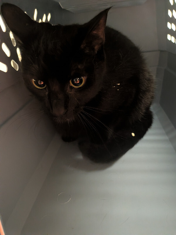View Pluto the Cat Photo #3