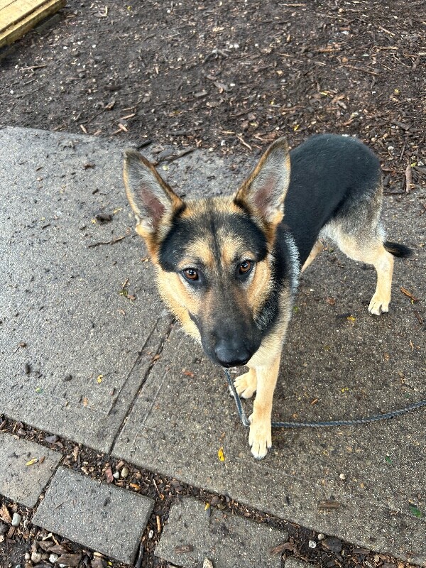View Delgado the Dog Photo #3