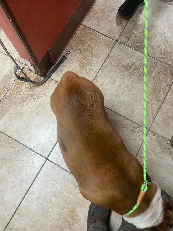 View Chunk the Dog Photo #3