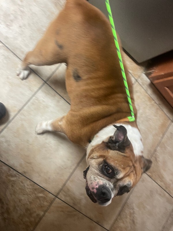 View Chunk the Dog Photo #5