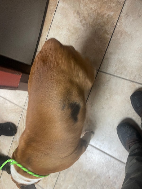 View Chunk the Dog Photo #4