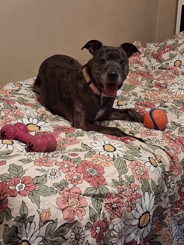 View Porkchop the Dog Photo #5