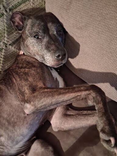 View Porkchop the Dog Photo #3
