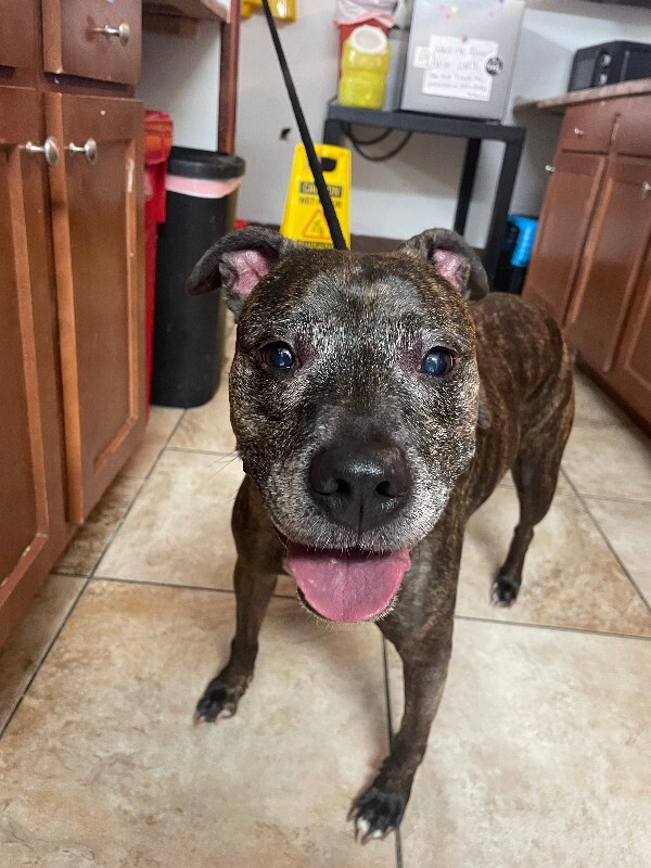 View Porkchop the Dog Photo #2