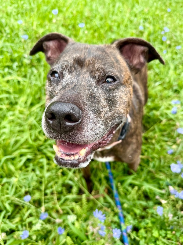 View Porkchop the Dog Photo #6