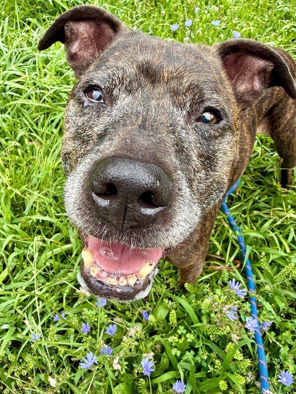 View Porkchop the Dog Photo #5