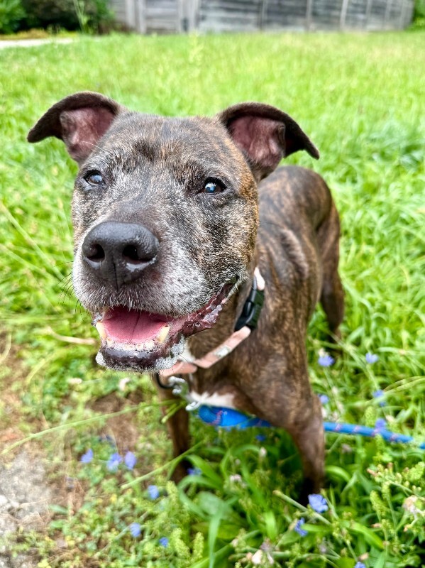 View Porkchop the Dog Photo #3