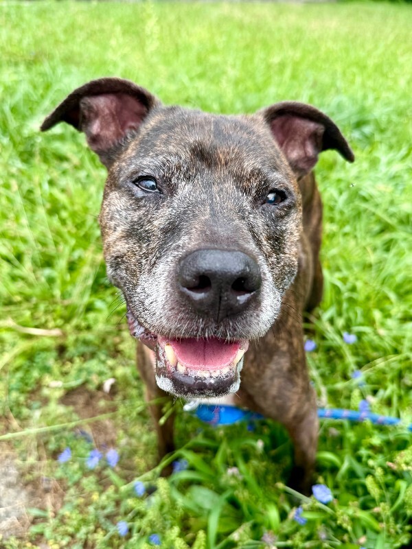 Learn More About Porkchop Porkchop - Dog